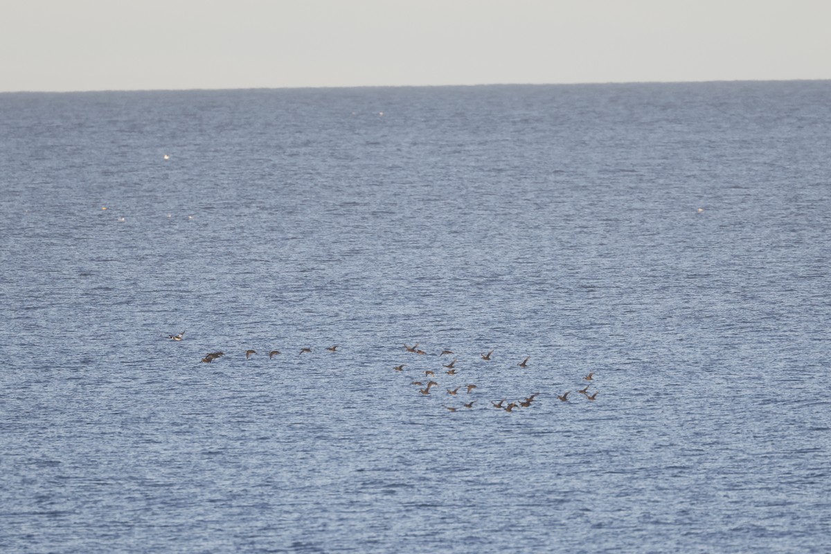 Common Scoter - ML646309247