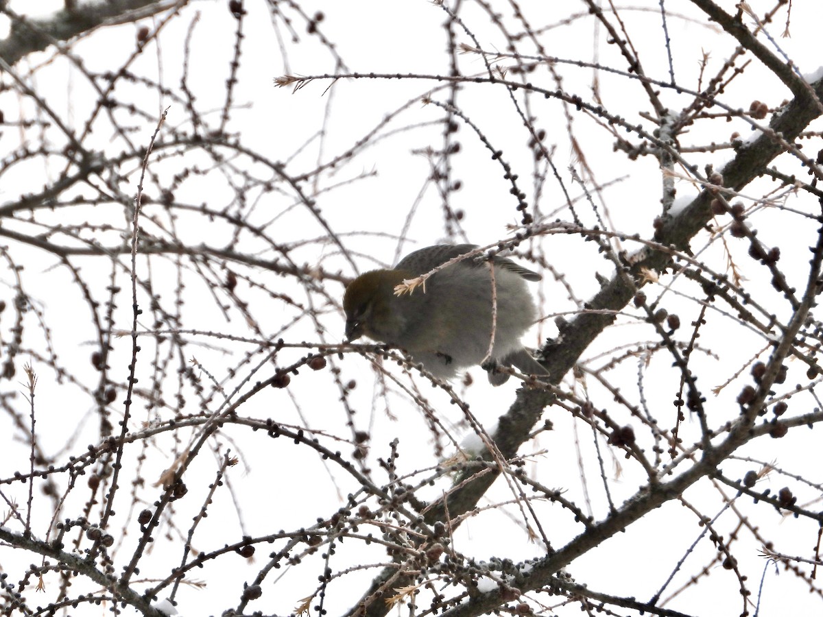 Tayga Çütresi - ML646309252