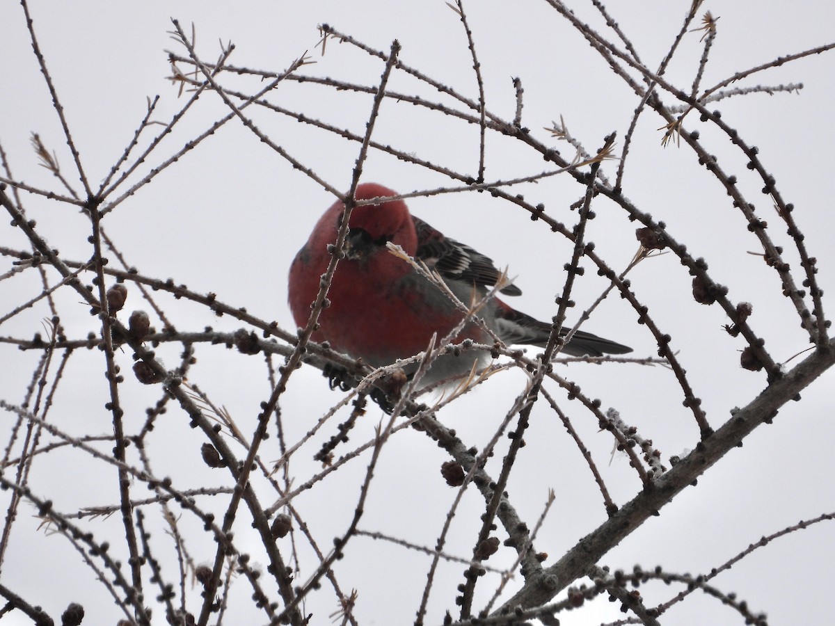 Tayga Çütresi - ML646309253