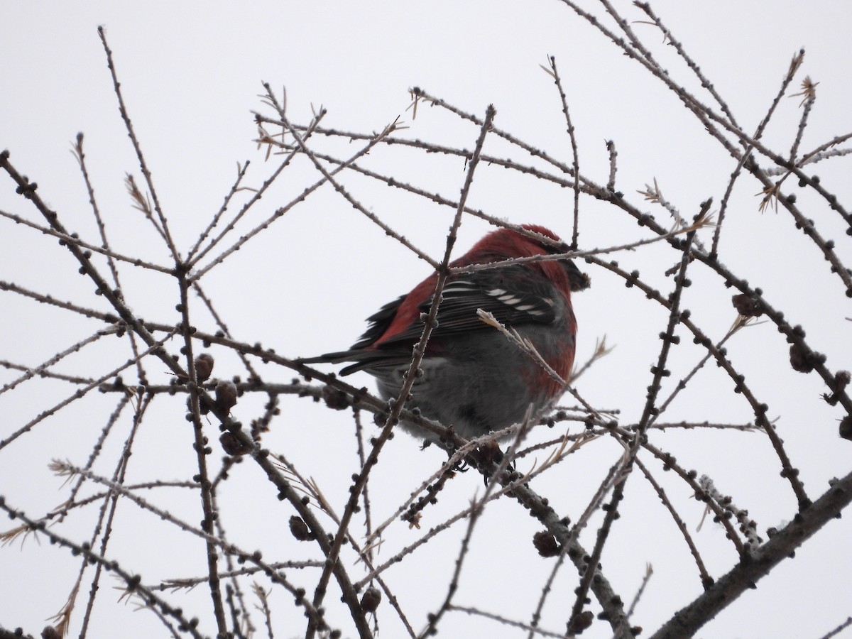 Tayga Çütresi - ML646309254