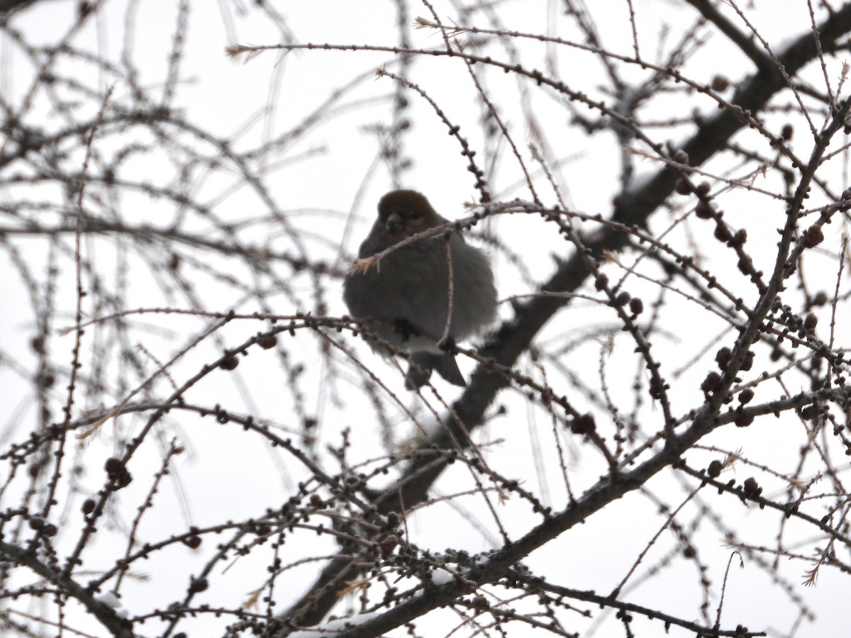 Tayga Çütresi - ML646309255