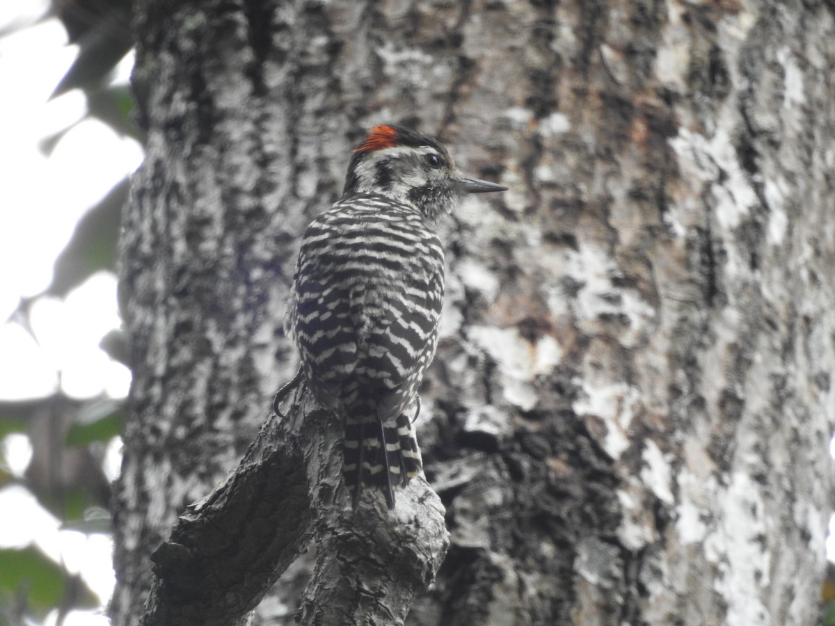 Damalı Büyük Ağaçkakan - ML646309256