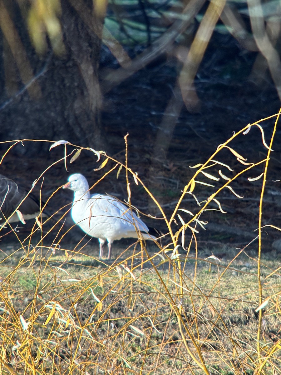 Ross's Goose - ML646309257