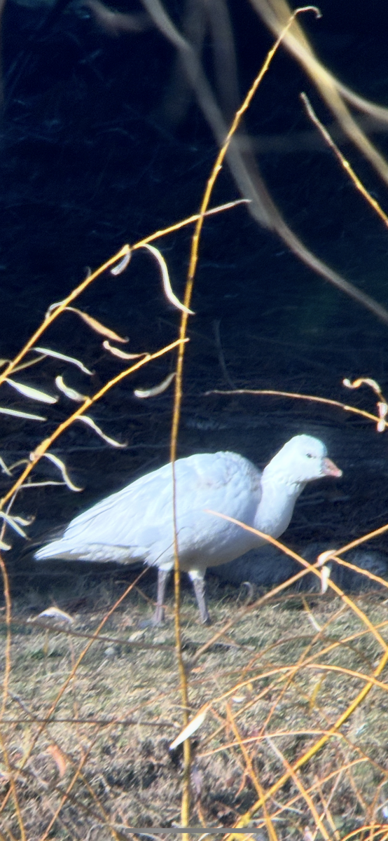 Ross's Goose - ML646309258
