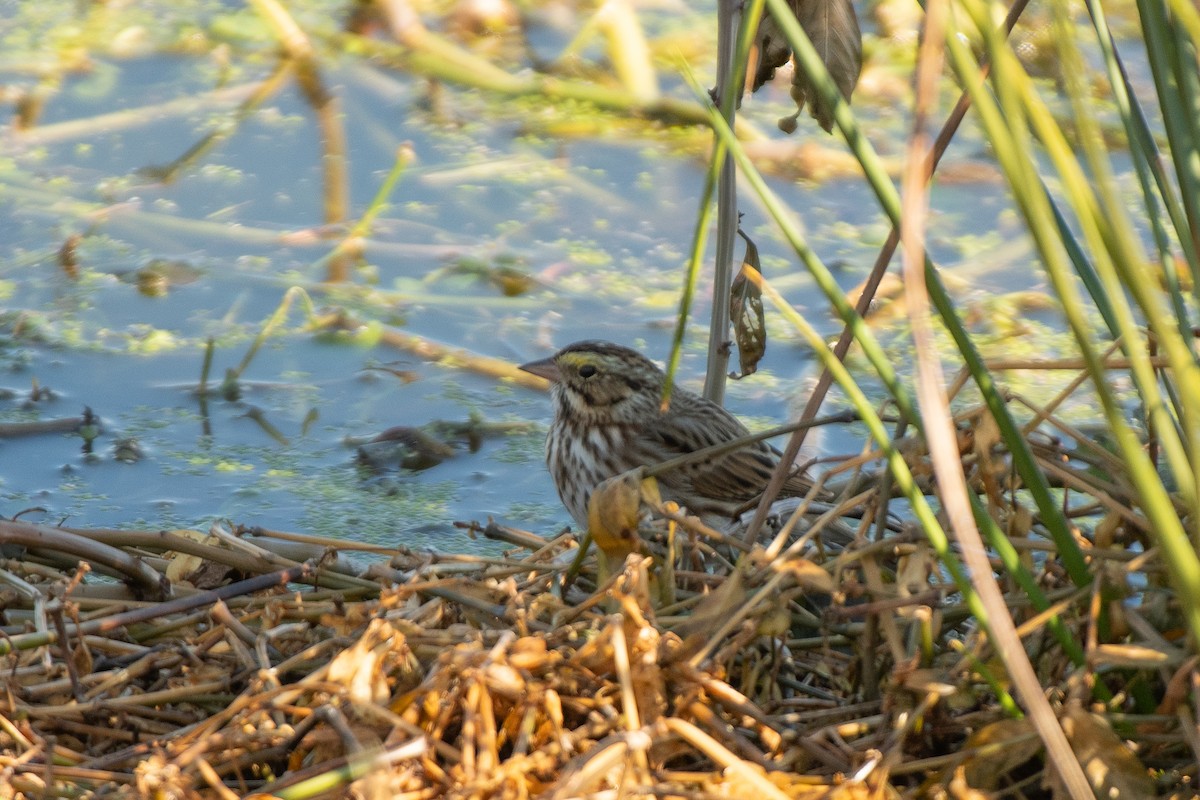 Savannah Sparrow - ML646309260