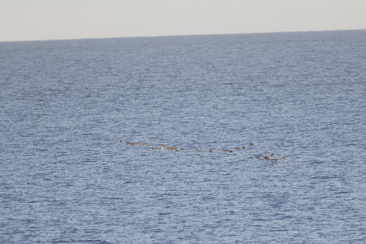 Common Scoter - ML646309261