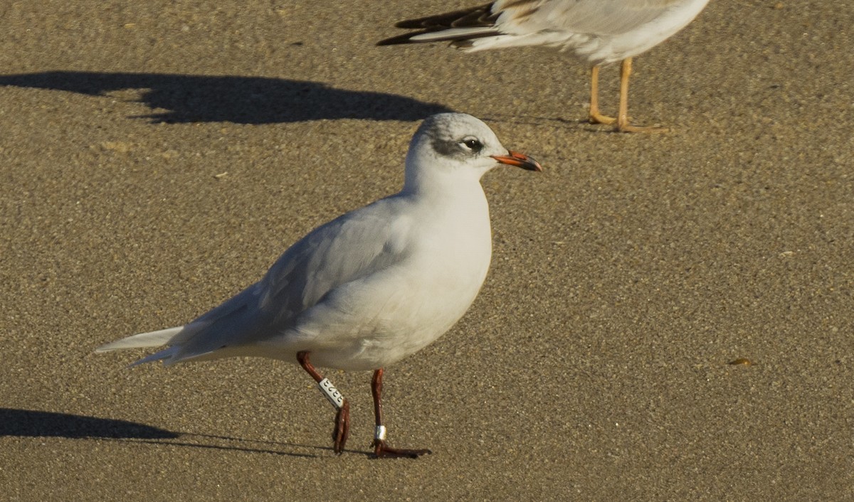 Mediterranean Gull - ML646309263