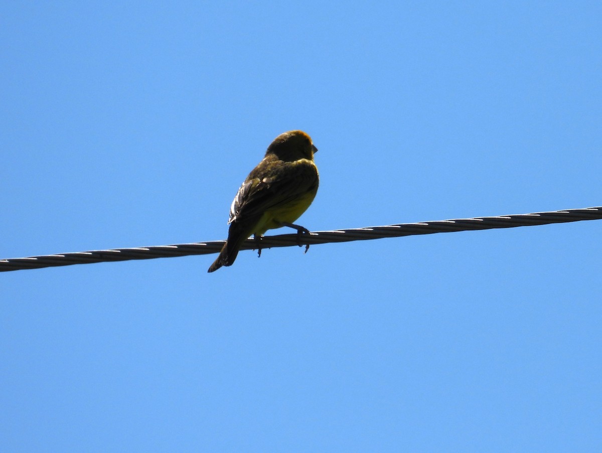Saffron Finch - ML646309266