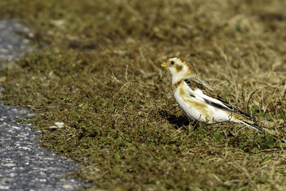 Пуночка снігова - ML646309267