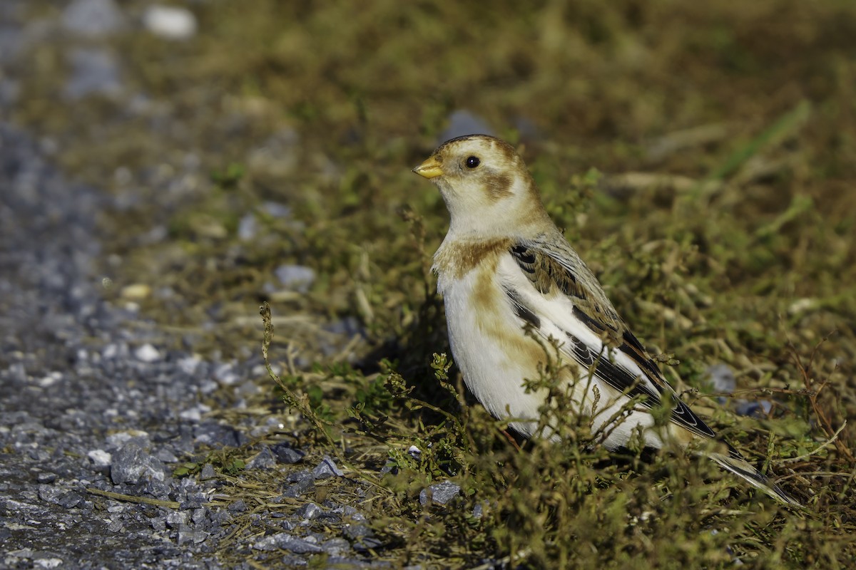 Пуночка снігова - ML646309268