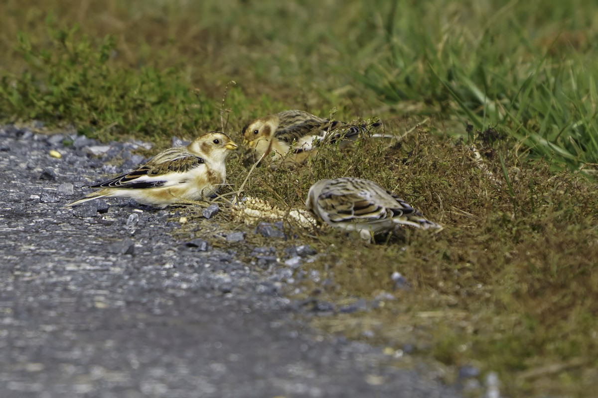 Пуночка снігова - ML646309269