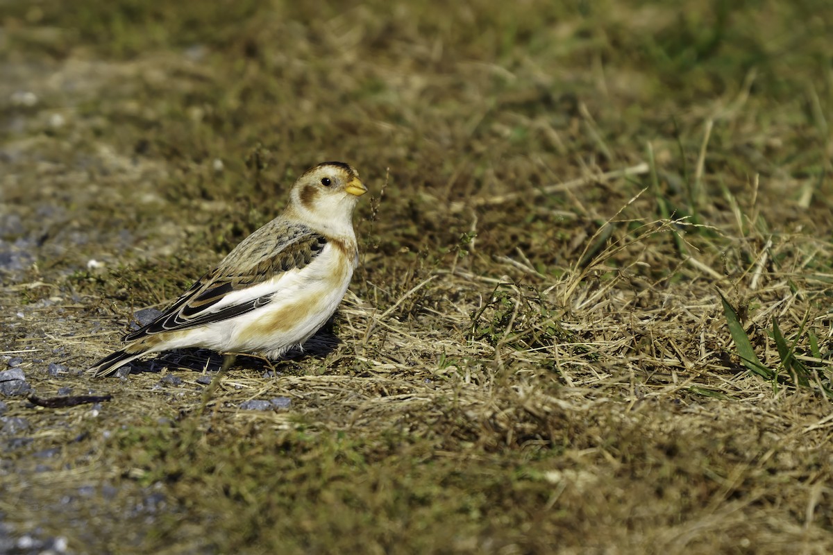 Пуночка снігова - ML646309270