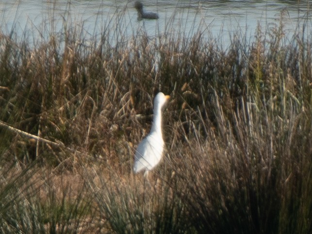 Western Cattle-Egret - ML646309271