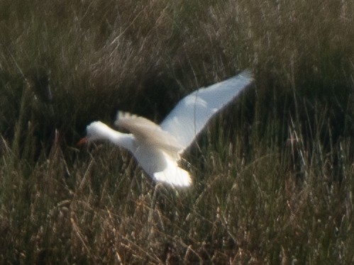Western Cattle-Egret - ML646309272