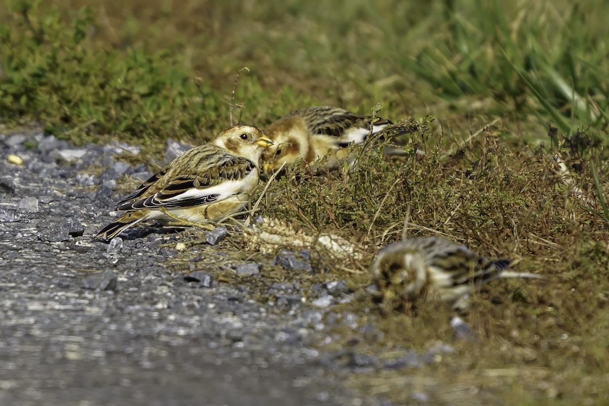 Пуночка снігова - ML646309273