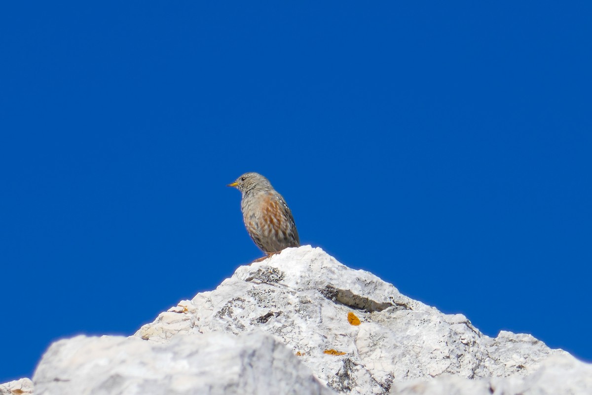 pěvuška podhorní - ML646309279