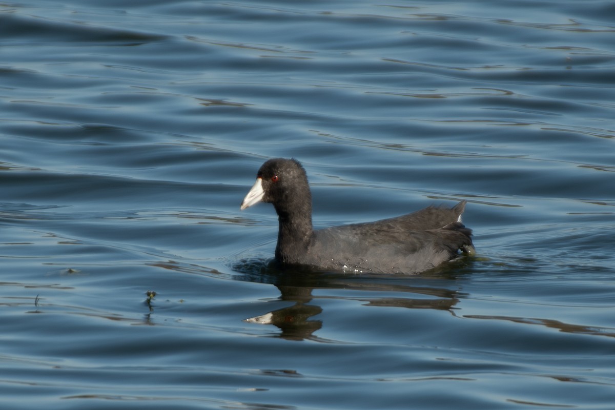 Лиска американська - ML646309280