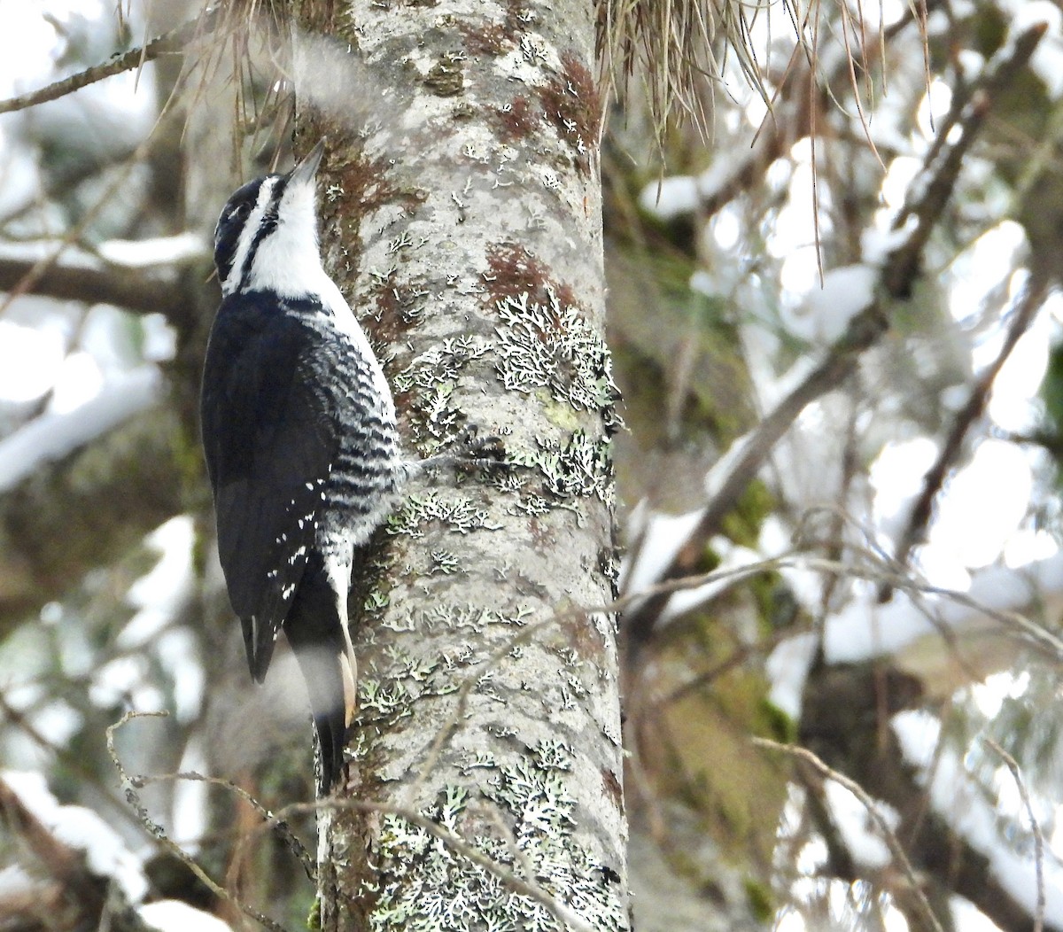 Kara Sırtlı Ağaçkakan - ML646309281