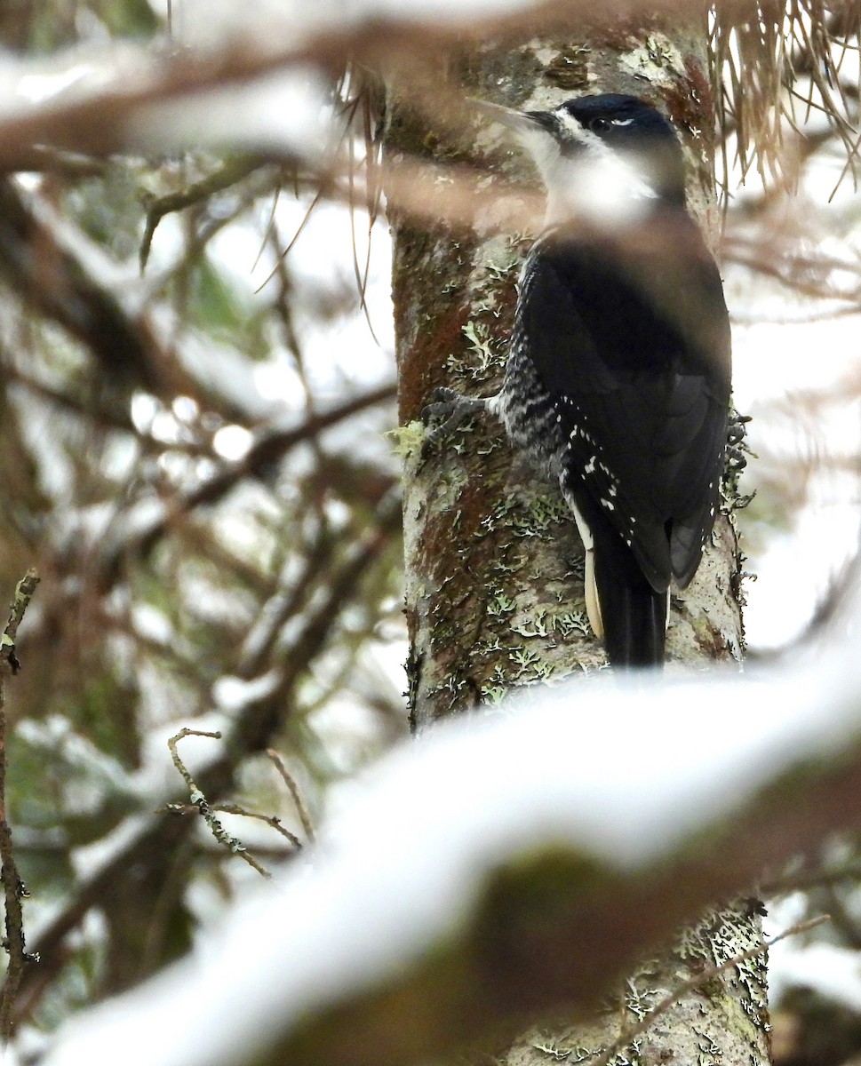 Kara Sırtlı Ağaçkakan - ML646309282