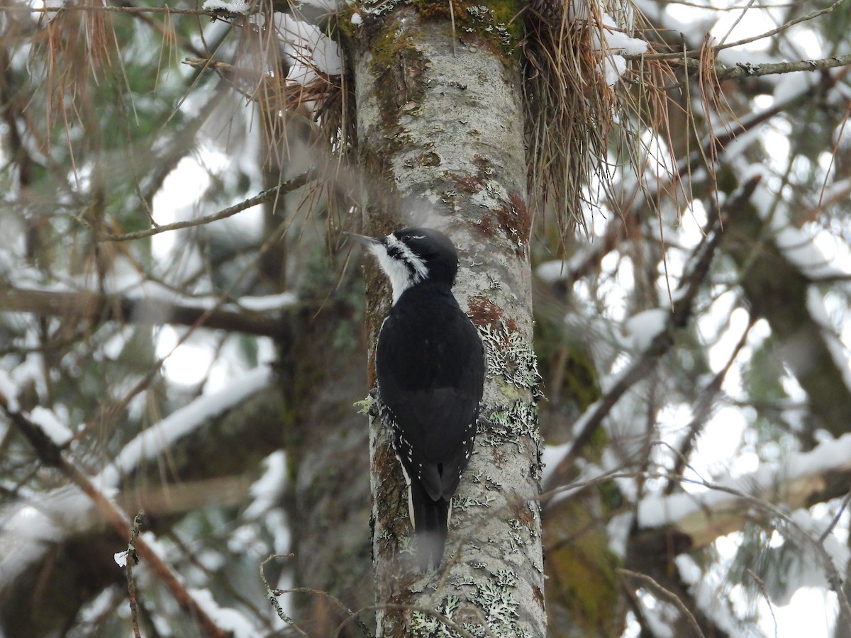 Kara Sırtlı Ağaçkakan - ML646309283