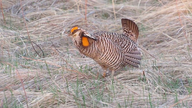 Greater Prairie-Chicken - ML646309286