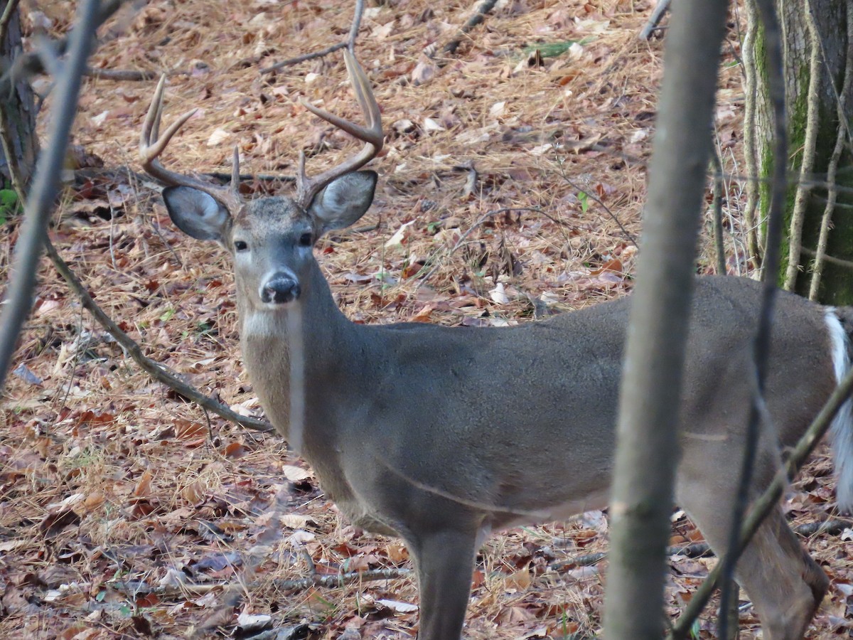 White-tailed Deer - ML646309287