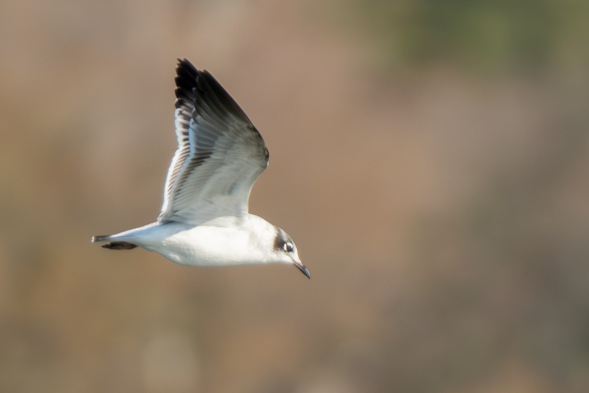 Franklin's Gull - ML646309288
