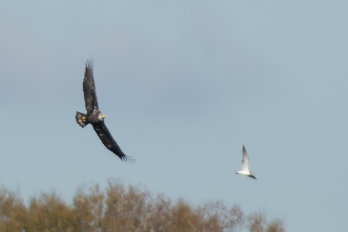 Franklin's Gull - ML646309289