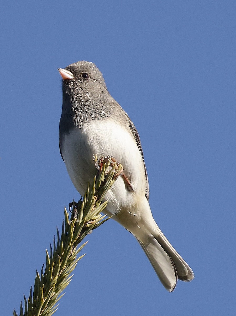 Dark-eyed Junco (Slate-colored) - ML646309296