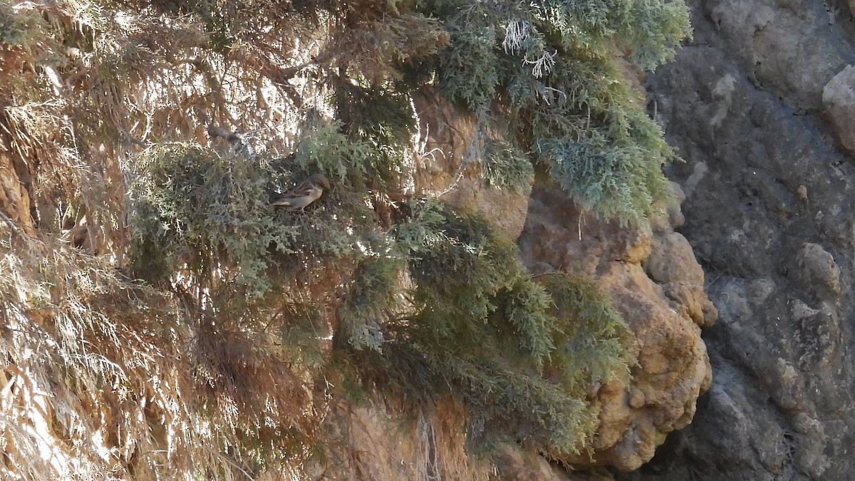 Gorrión Común - ML646309297