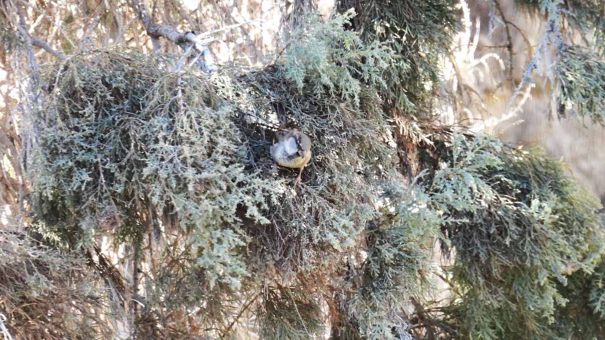 家麻雀 - ML646309299