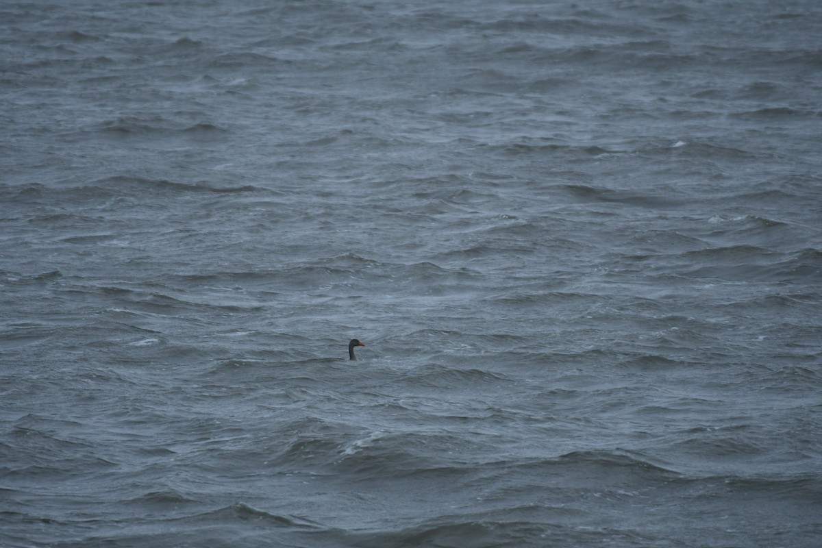 灰雁 - ML646309303