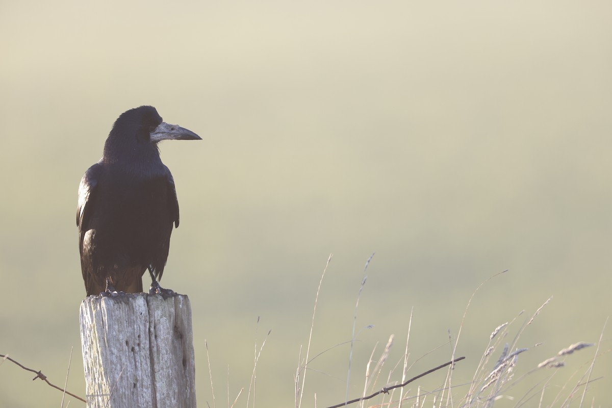 Ekin Kargası - ML646309304