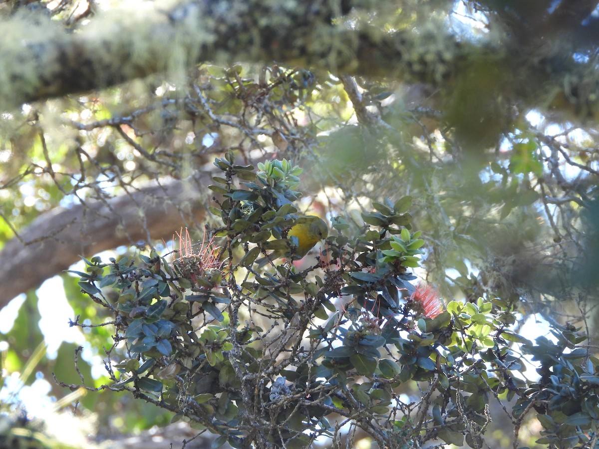 Hawaii Akepa - ML646309306