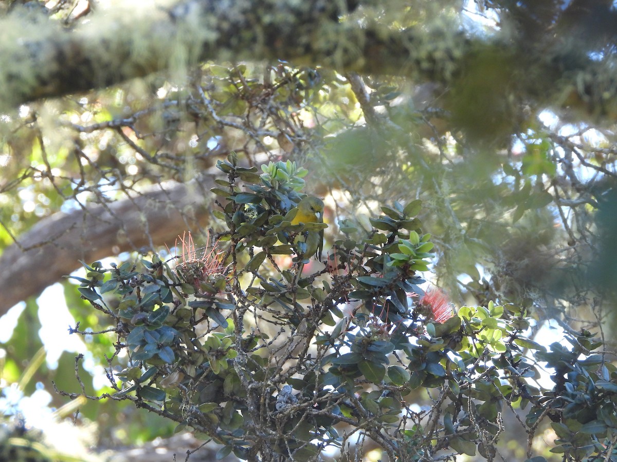 Hawaii Akepa - ML646309307