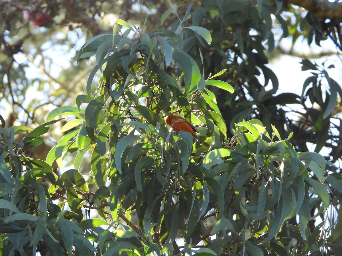 Hawaii Akepa - ML646309309