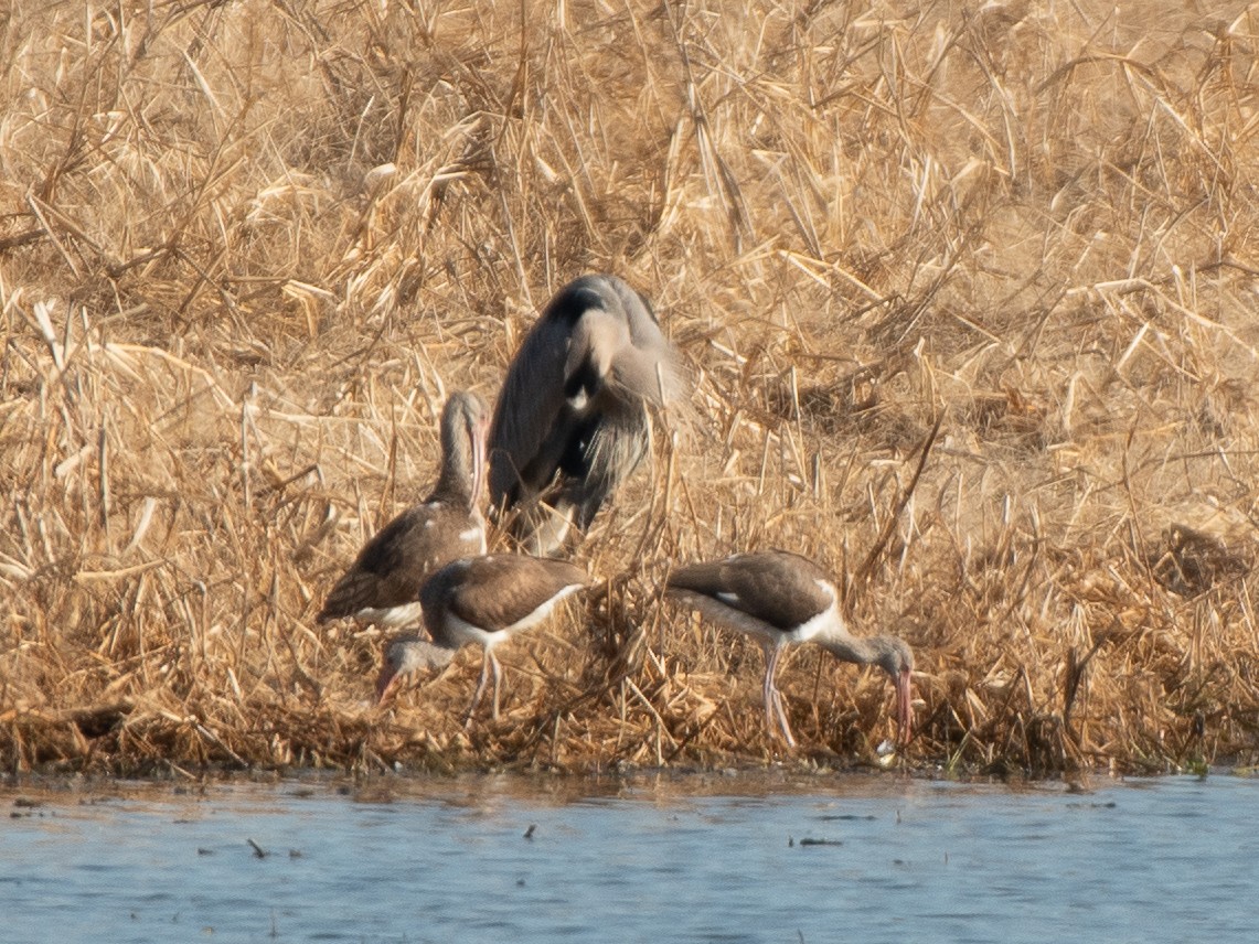 White Ibis - ML646309310