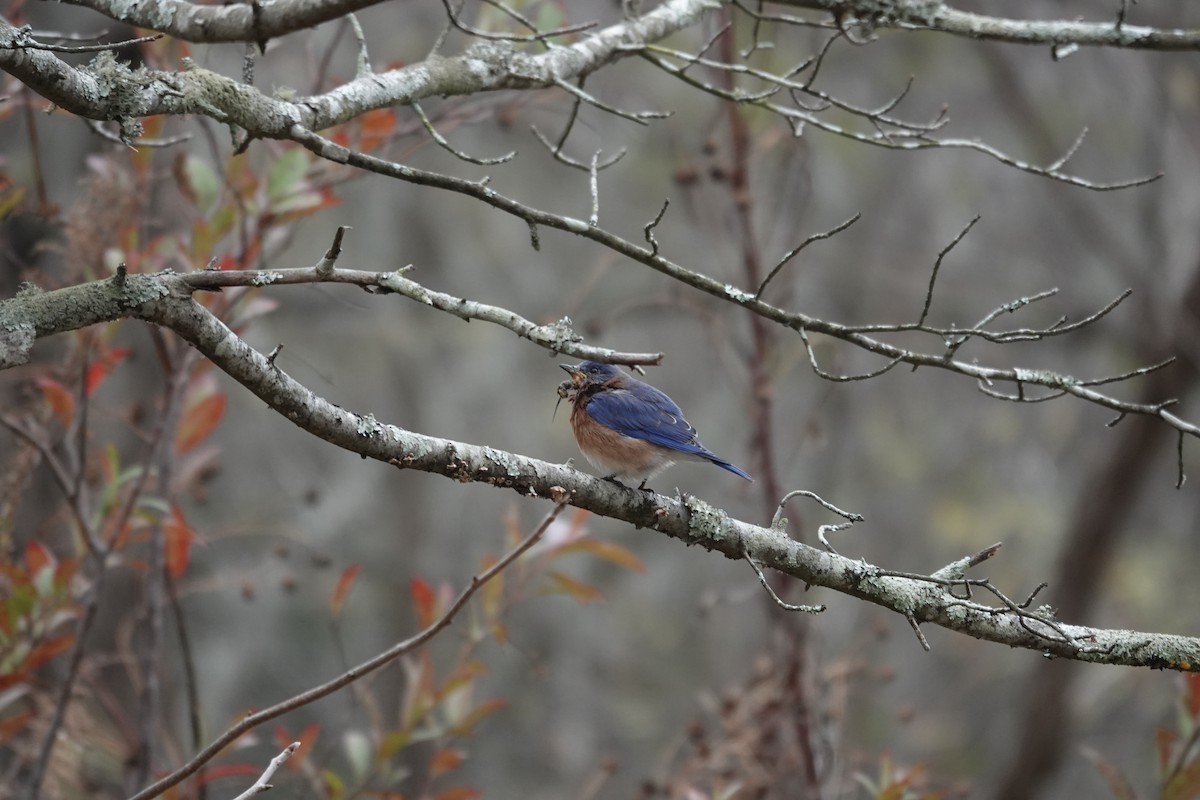Eastern Bluebird - ML646309311