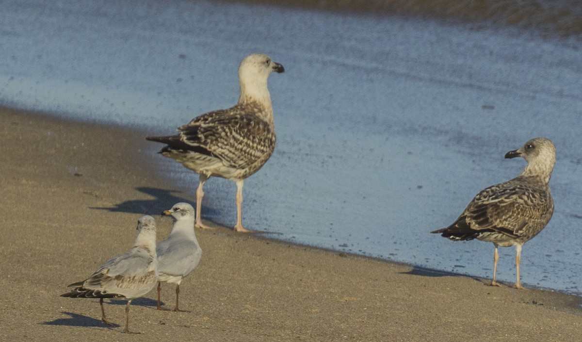 Great Black-backed Gull - ML646309312