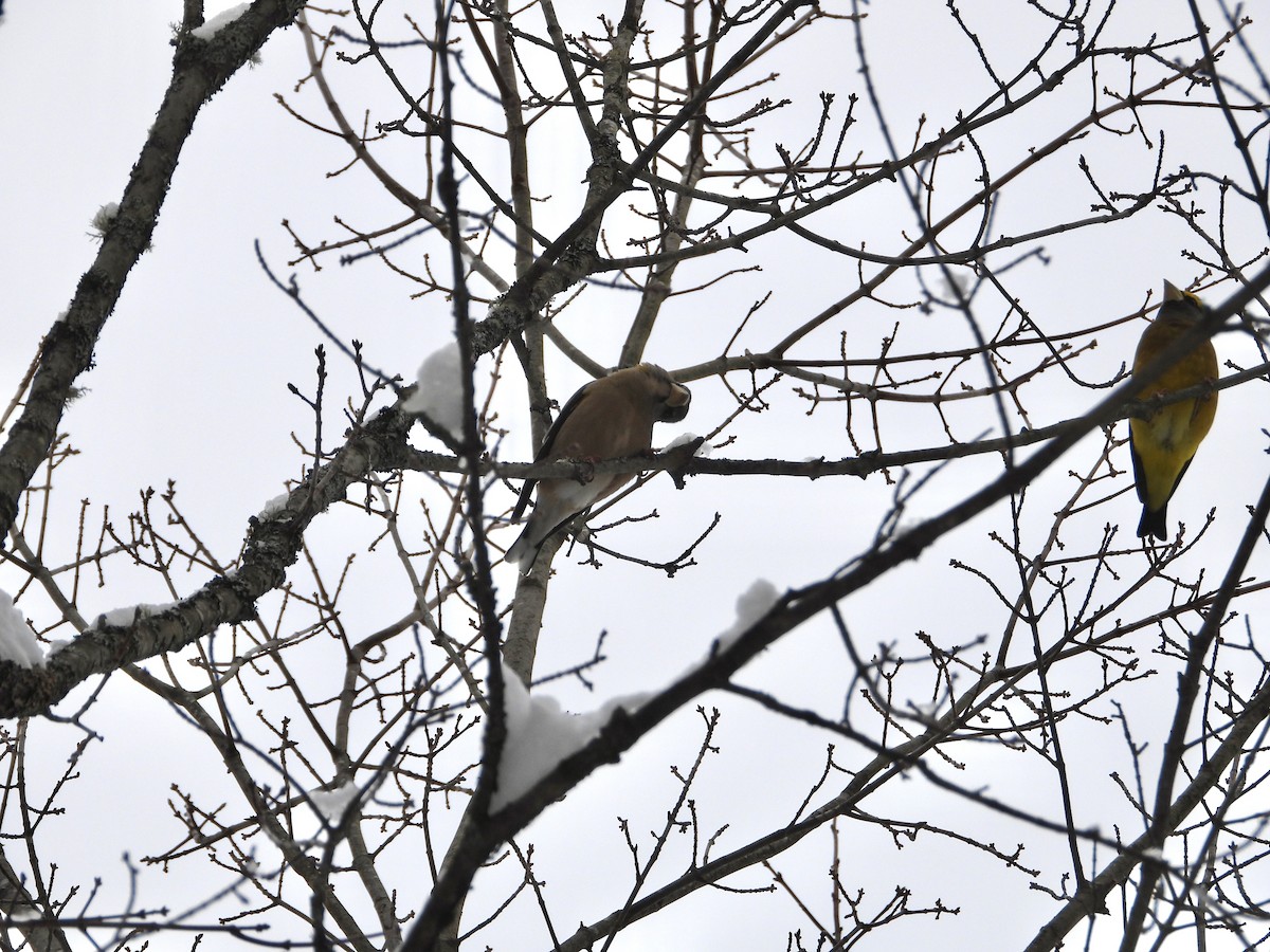 Evening Grosbeak - ML646309313