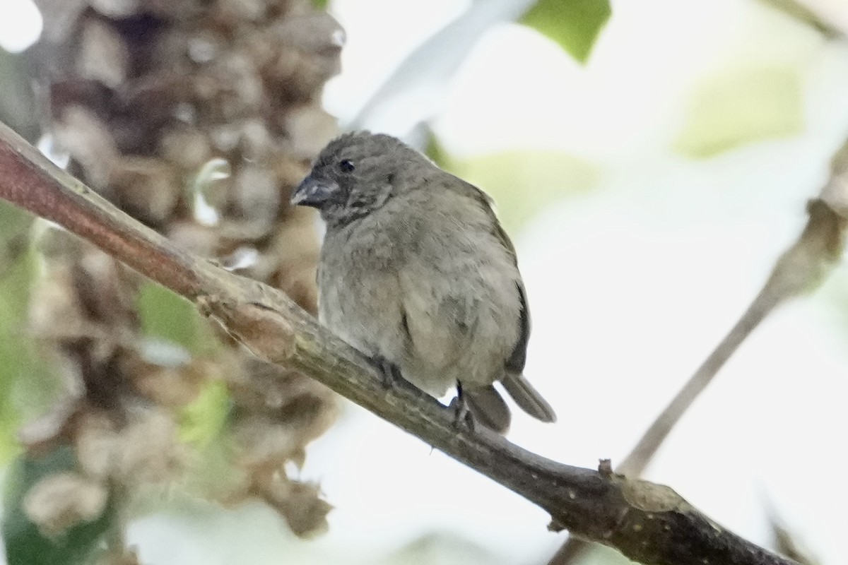 Sooty Grassquit - ML646309314