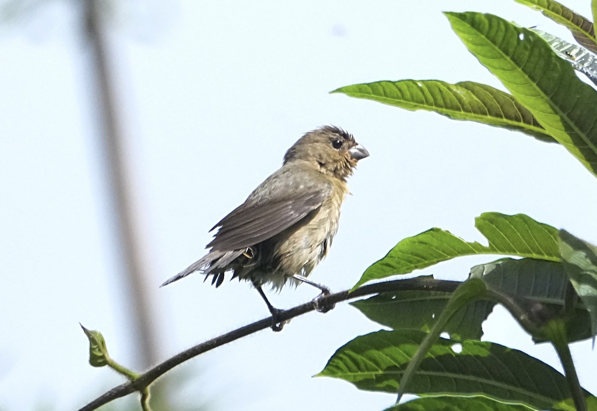 Sooty Grassquit - ML646309315