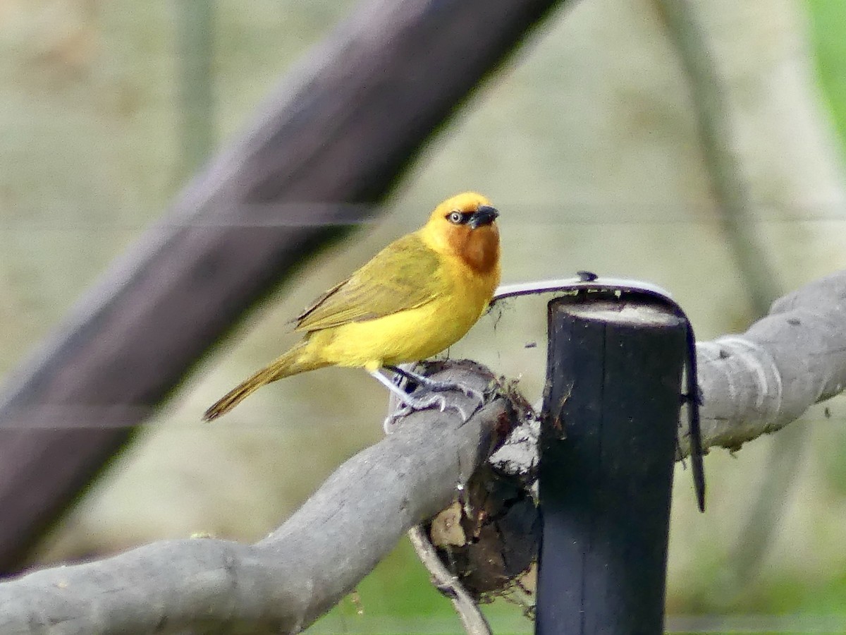 Southern Masked-Weaver - ML646309316