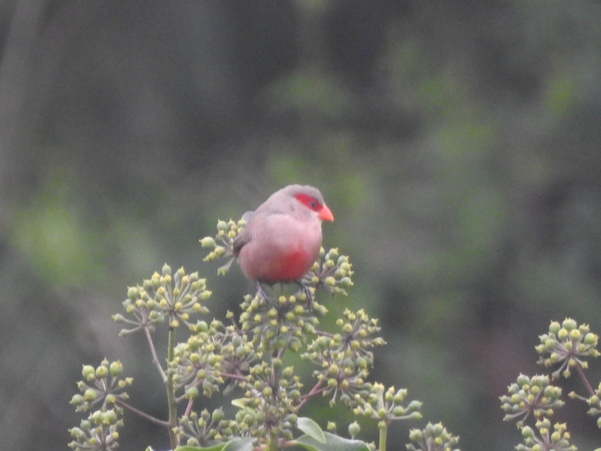 橫斑梅花雀 - ML646309317