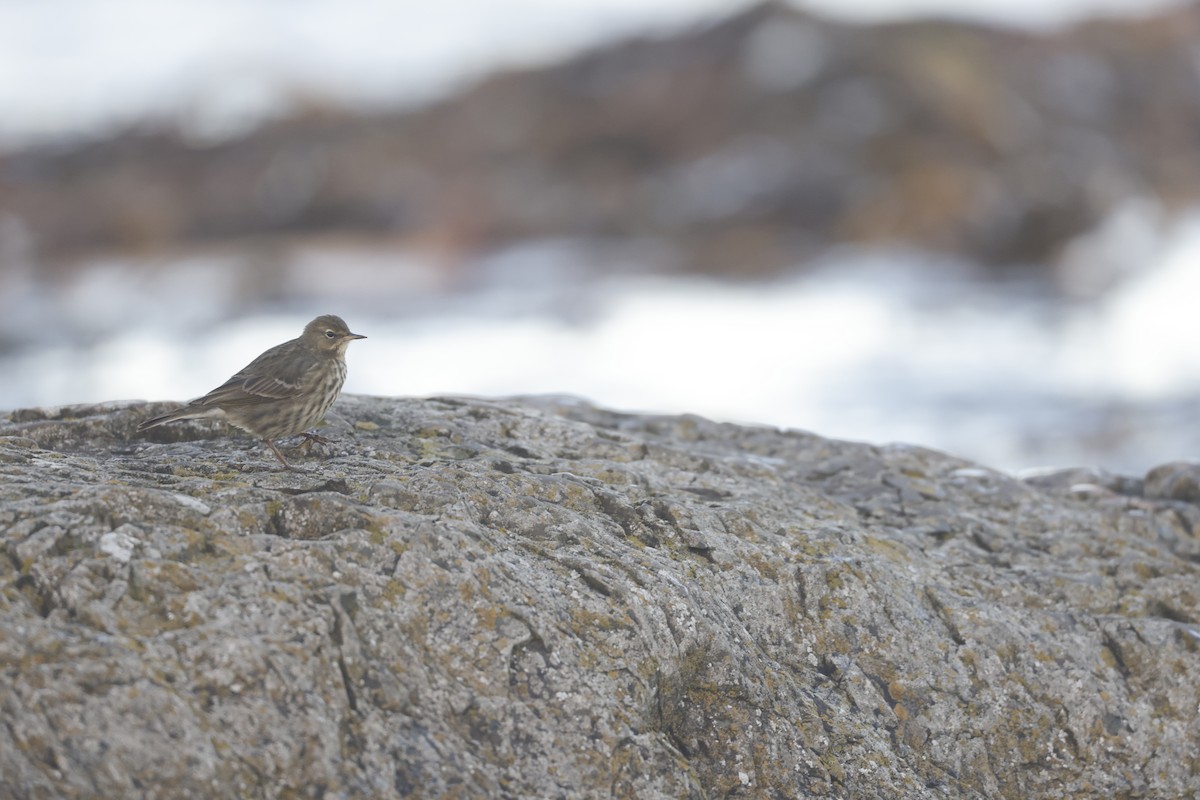Rock Pipit - ML646309318