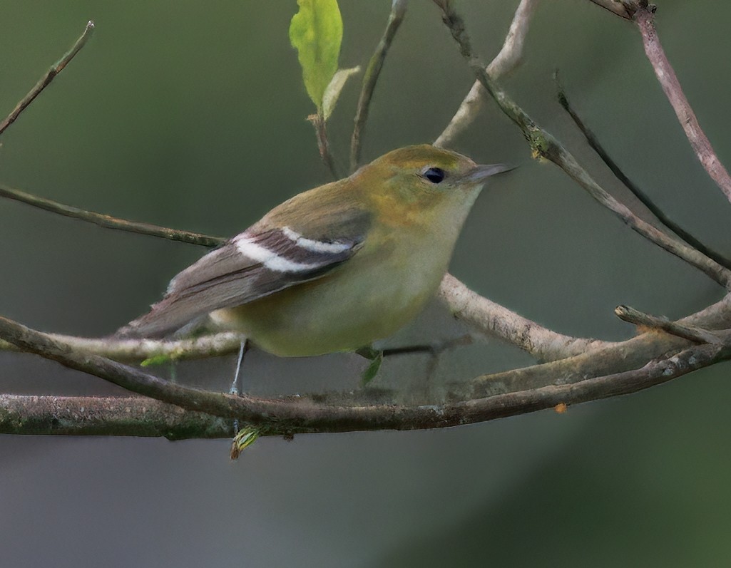 Bay-breasted Warbler - ML646309322