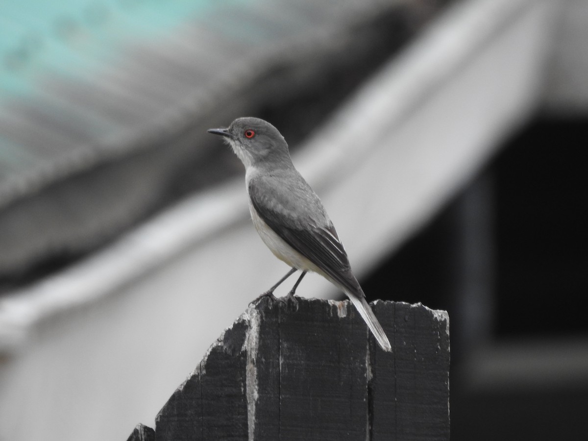 Fire-eyed Diucon - ML646309323