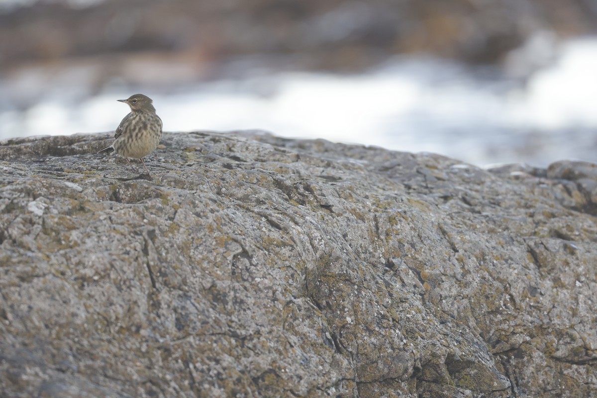 Rock Pipit - ML646309324