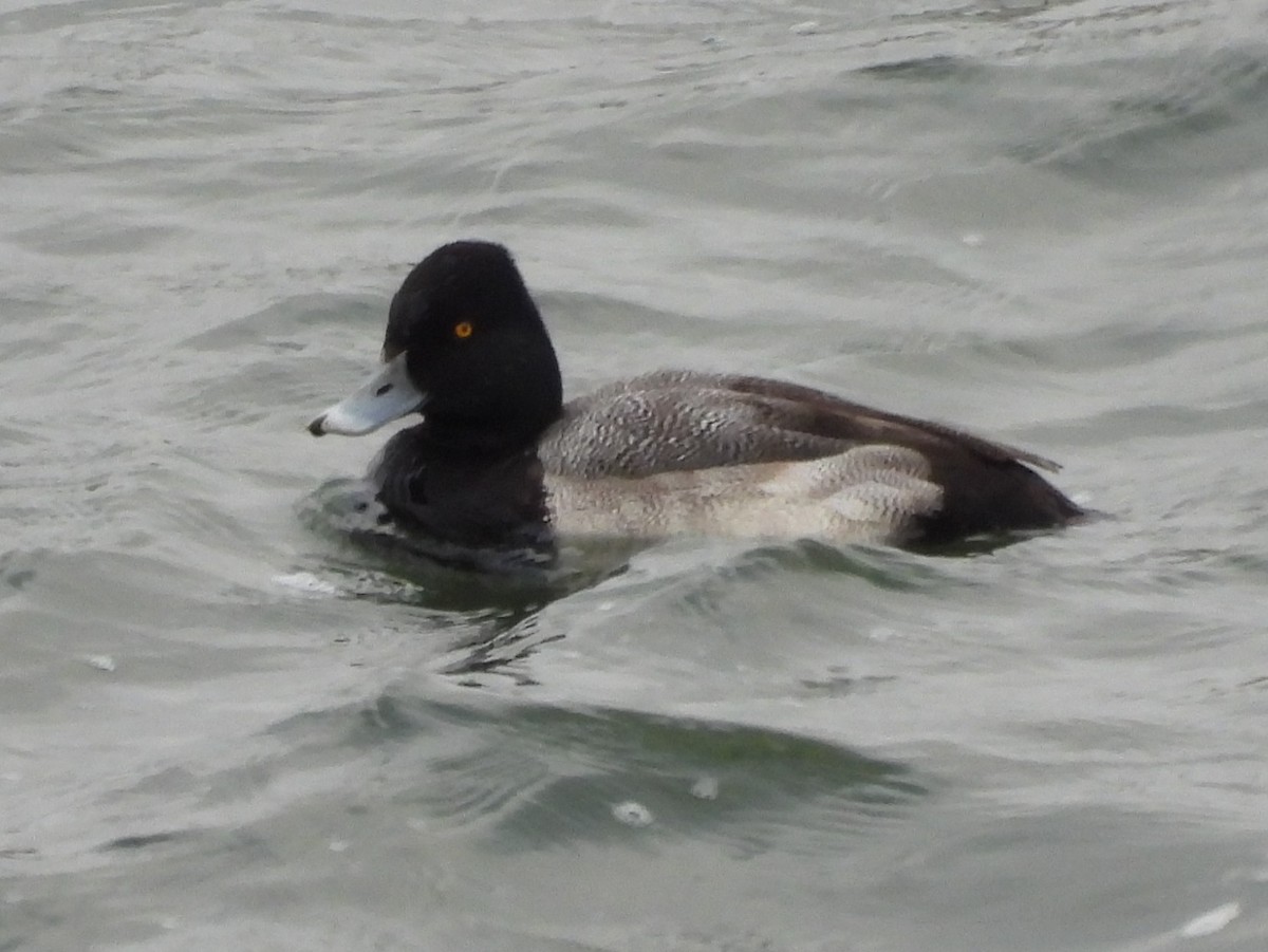 小斑背潛鴨 - ML646309325