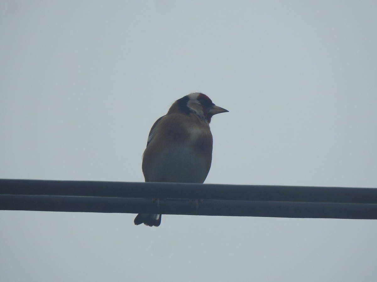 European Goldfinch - ML646309326